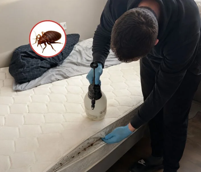 Technicien traitant un matelas contre les punaises de lit à Tremblay-en-France